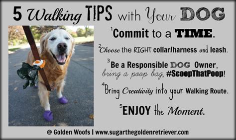 5 Walking Tips With Your Dog - Golden Woofs