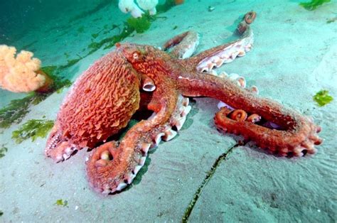 Giant Pacific Octopus – "OCEAN TREASURES" Memorial Library