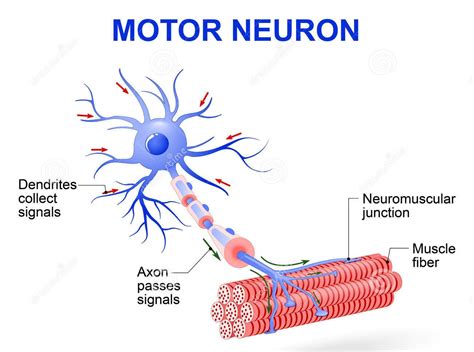 Myelinated Motor Neurons | Function, Location & Types