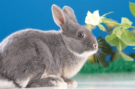 Rabbit - coney stock photo. Image of coat, rabbit, jack - 626012