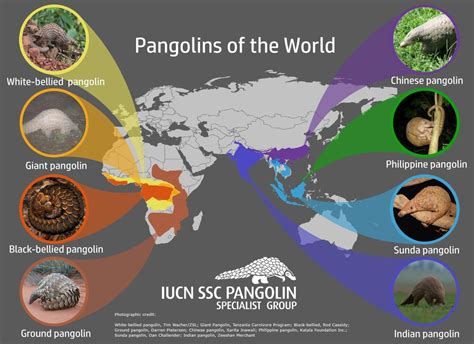 Hey! Celebrate World Pangolin Day – Mongabay Kids