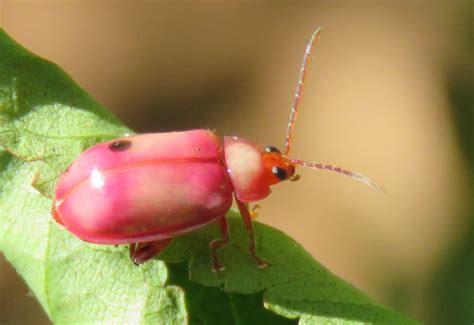 Flea Beetle from Brazil - What's That Bug?