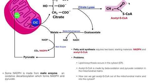 Fatty Acid Synthesis Citrate