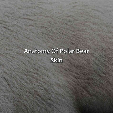 What Color Is Polar Bear Skin - Branding Mates