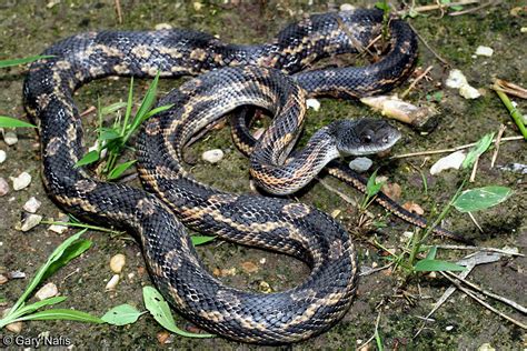 Western Ratsnake - Pantherophis obsoletus