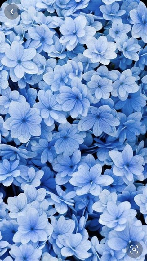 Blue Aesthetic Flowers Wallpapers - Wallpaper Cave