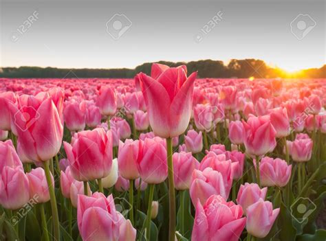 campo de flores holandés con tulipanes de color rosa en la primavera de ...