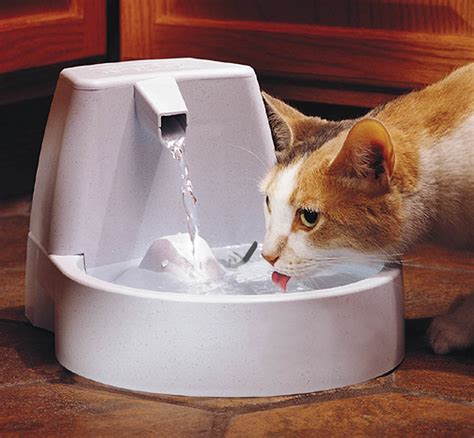 7 Ways To Get Your Cat To Drink More Water - iHeartCats.com