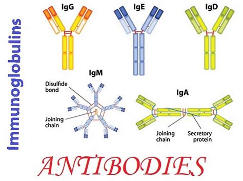 Immunoglobulin function, types, test & immunoglobulin deficiency