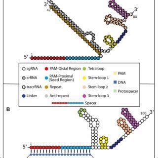 gRNA modifications to improve CRISPR-Cas9 specificity in cultured ...