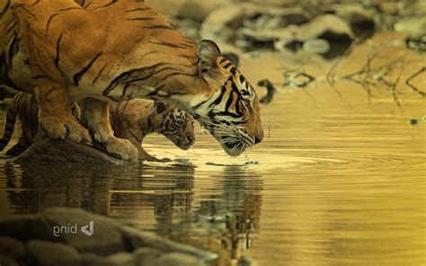 tiger bing wallpapers big cats baby animals water animals Wallpapers HD ...