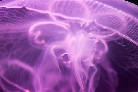 Purple Moon Jellyfish On Blue Background Aquarium Transparent Marine ...