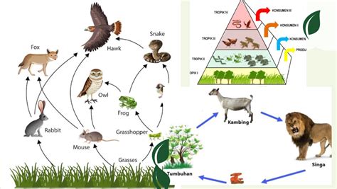 Mengenal Konsep Rantai Makanan, Jaring-jaring Makanan dan Piramida ...