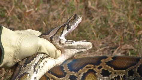 Registration opens for annual Florida Python Challenge - WSVN 7News ...