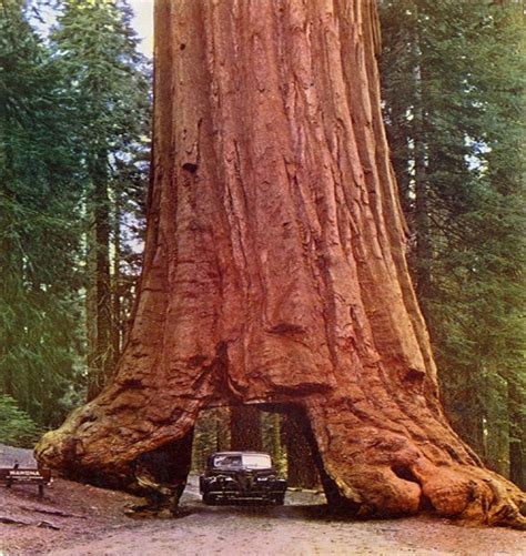 Giant Redwood, Northern California, 1953. Bummer! It fell in 1969 ...