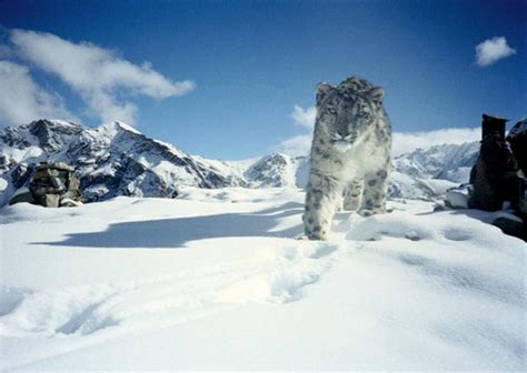 Top Places to Spot Snow Leopards in the Wild