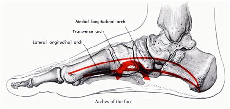 The Real Meaning of Arch Support | Dreamclinic Massage in Seattle ...