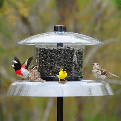 Six Squirrel Proof Feeders for Cardinals That Really Work