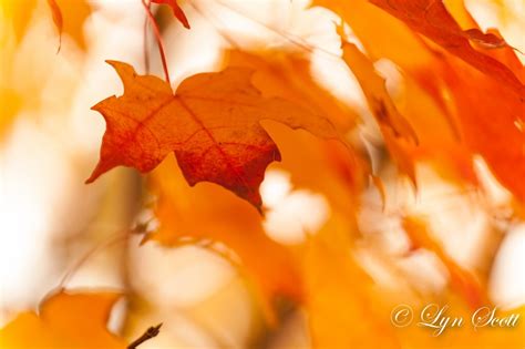 Fall Leaves Nature Landscape Photography Fall Autumn - Etsy