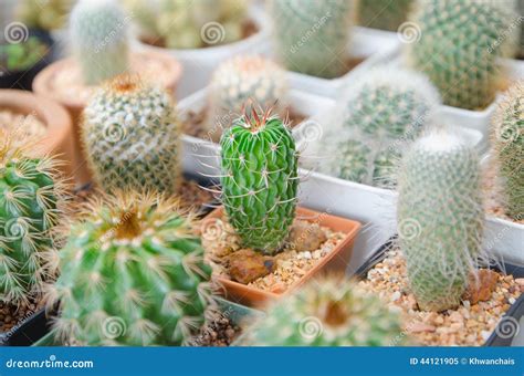 Cactus plant in flower pot stock image. Image of object - 44121905