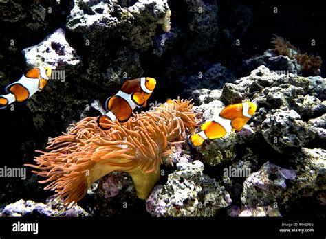 beautiful Ocellaris Clownfish in aquarium with plants Stock Photo - Alamy