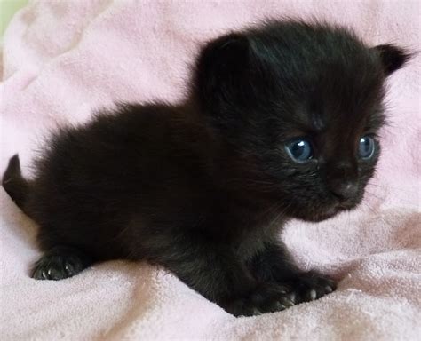 cute black kittens - Kittens Photo (41556775) - Fanpop