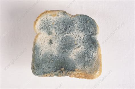 Penicillium Fungi On Bread