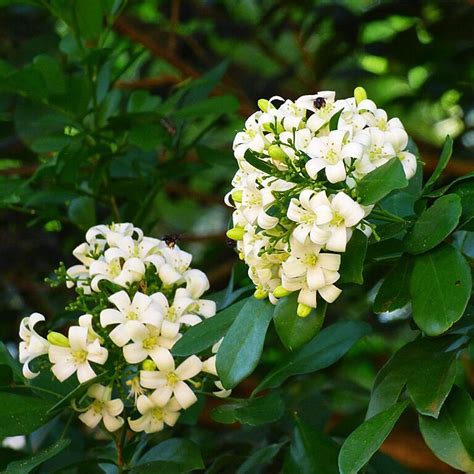 Murraya paniculata | Tamara Garden Center