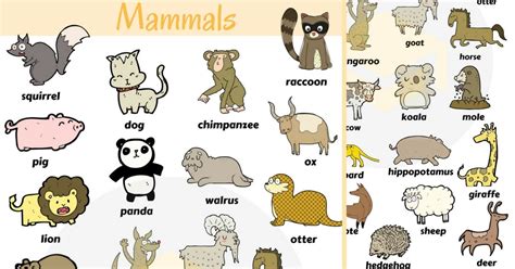 Mammals A To Z