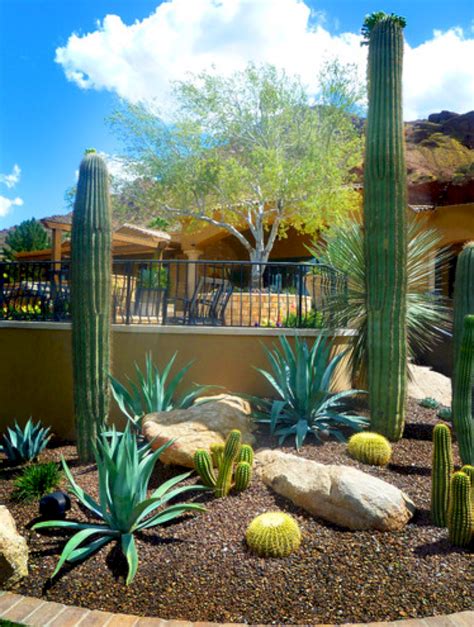 Awesome Best Desert Plants For Front Yard 2023