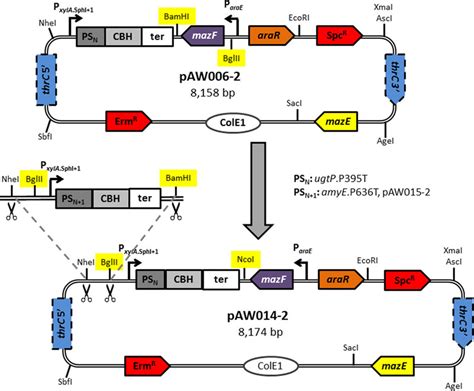 Schematic representation of the construction of the multi-gRNA delivery ...