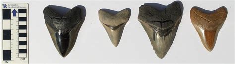 Megalodon Size Comparison Tooth