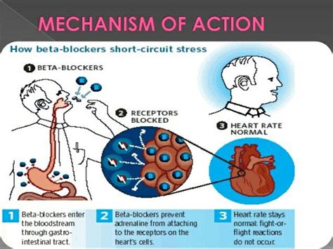 Pin by Jim Conner on Beta Blockers | Beta blockers, Pharmacology ...