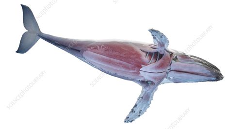 Whale anatomy, illustration - Stock Image - F038/3247 - Science Photo ...