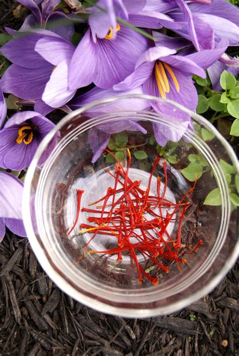 Image result for saffron harvesting | Flower garden plants, Saffron ...