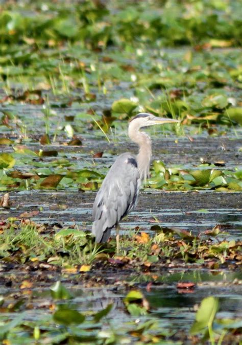 Great Blue Heron | Michigan Birds | Pinterest | Blue, Blue heron and Herons