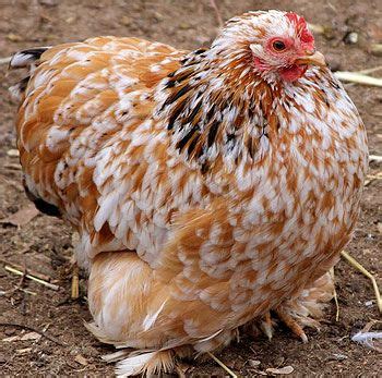 Other Critters at Bells Farm | Cochin chickens, Chicken breeds ...