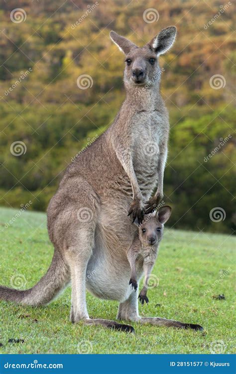 Kangaroo With Baby Joey In Pouch Stock Image - Image of australian ...