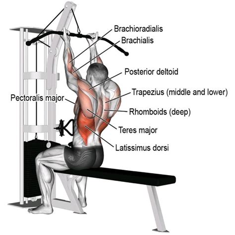 Latissimus Dorsi Exercises