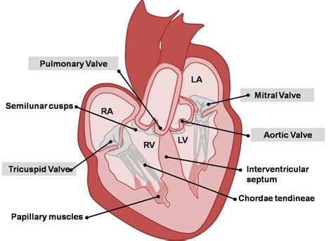 Mitral And Tricuspid Valve Diagram Patent Foramen Ovale