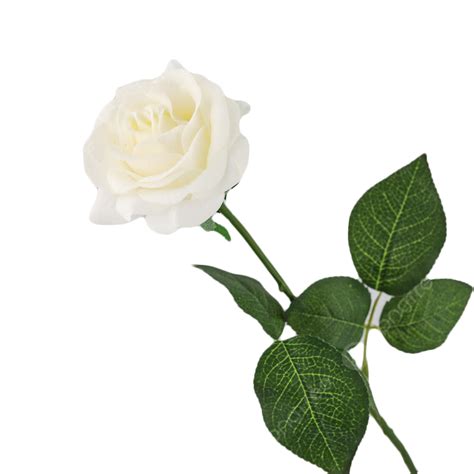 Rose Plant Clipart Hd PNG, White Rose White Fresh Plant, White Rose ...