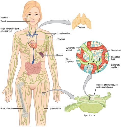 Anatomy of the Lymphatic and Immune Systems | Anatomy and Physiology II