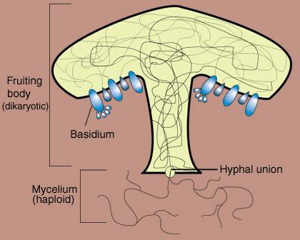 Exam Preparation - Biology Study Material and Notes