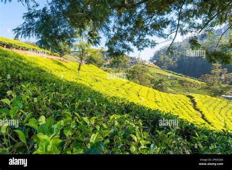 Nuwara Eliya tea fields of Sri Lanka Stock Photo - Alamy