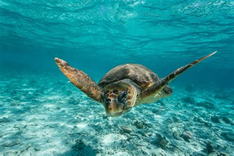 Scuba diving Ambergris Caye, San Pedro and Caye Caulker | ZuBlu