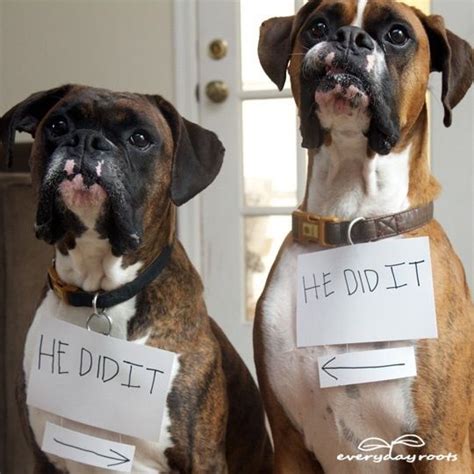 25 best Boxer Memes images on Pinterest | Pets, Boxer dogs and Boxers