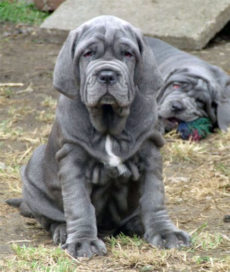 Neapolitan Mastiff - All Big Dog Breeds