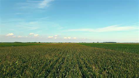 Rows Of Corn Aerial 2019005 Stock Video at Vecteezy