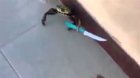 Crab Knife Fight Remix - YouTube