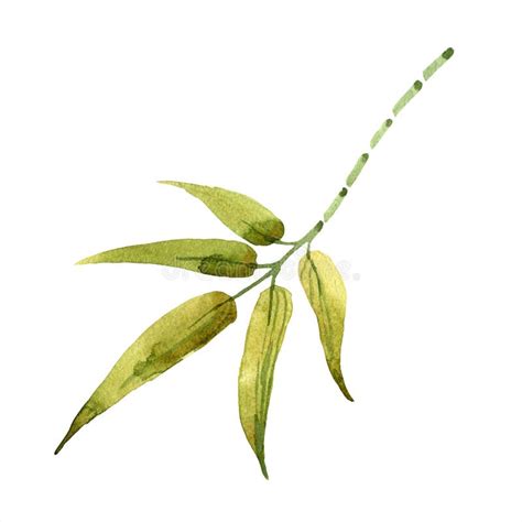 Bamboo Green Leaf. Leaf Plant Botanical Garden Floral Foliage. Isolated ...